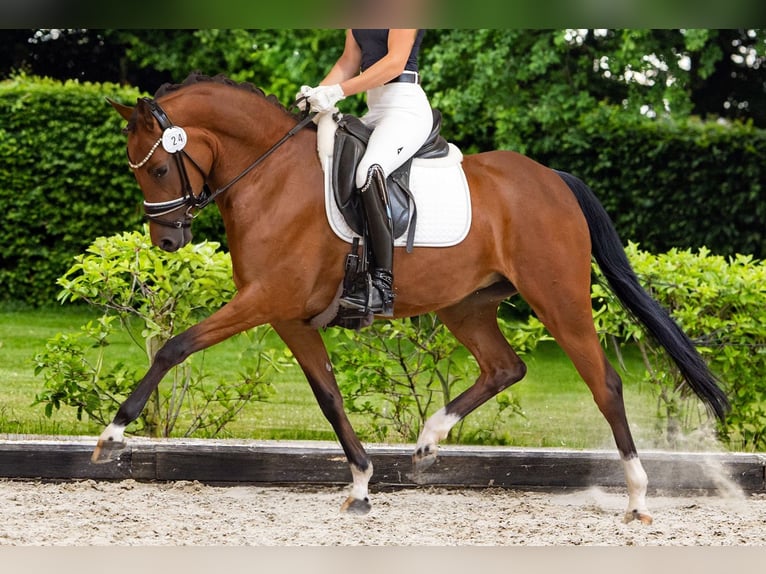 Deutsches Reitpony Stute 4 Jahre 148 cm Brauner in Ansbach Deutsches Reitpony Stute 4 Jahre 148 cm Brauner in Ansbach