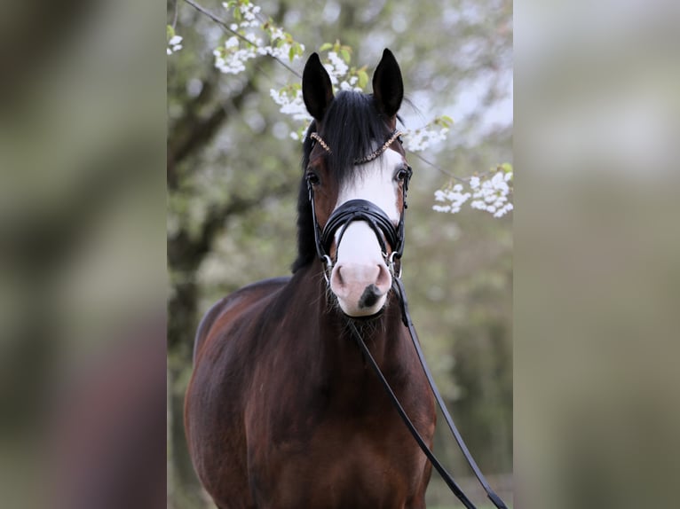 Deutsches Reitpony Stute 4 Jahre 148 cm Brauner in Rehburg-Loccum Münchehagen