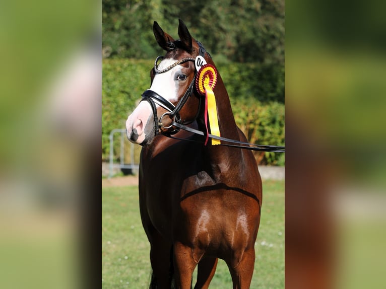 Deutsches Reitpony Stute 4 Jahre 148 cm Brauner in Rehburg-Loccum Münchehagen