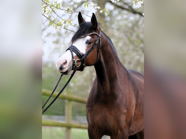 Deutsches Reitpony Stute 4 Jahre 148 cm Brauner in Rehburg-Loccum Münchehagen