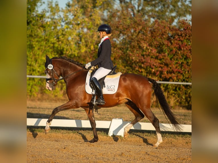 Deutsches Reitpony Stute 4 Jahre 148 cm Brauner in Rehburg-Loccum Münchehagen