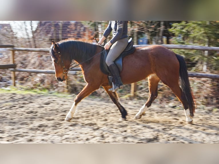 Deutsches Reitpony Stute 4 Jahre 148 cm Brauner in Opfenbach