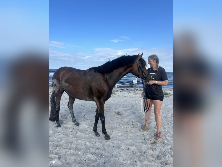 Deutsches Reitpony Stute 4 Jahre 148 cm Brauner in Stakendorf