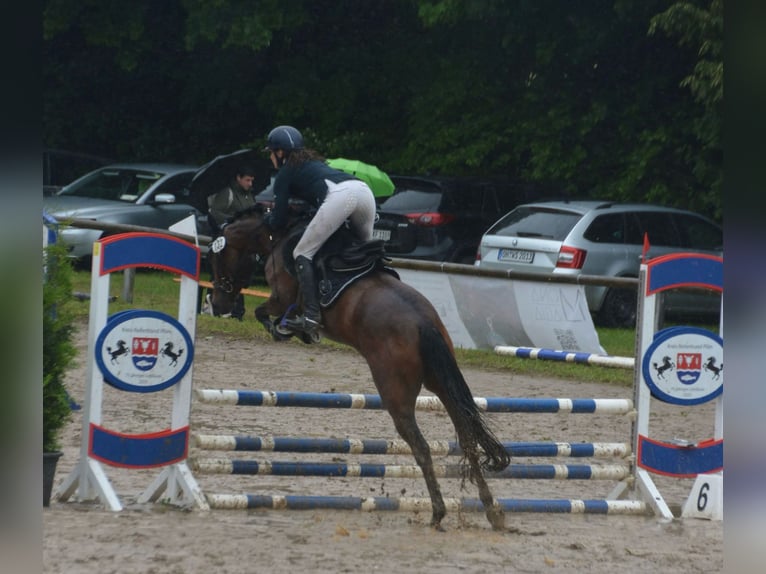 Deutsches Reitpony Stute 4 Jahre 148 cm Brauner in Stakendorf