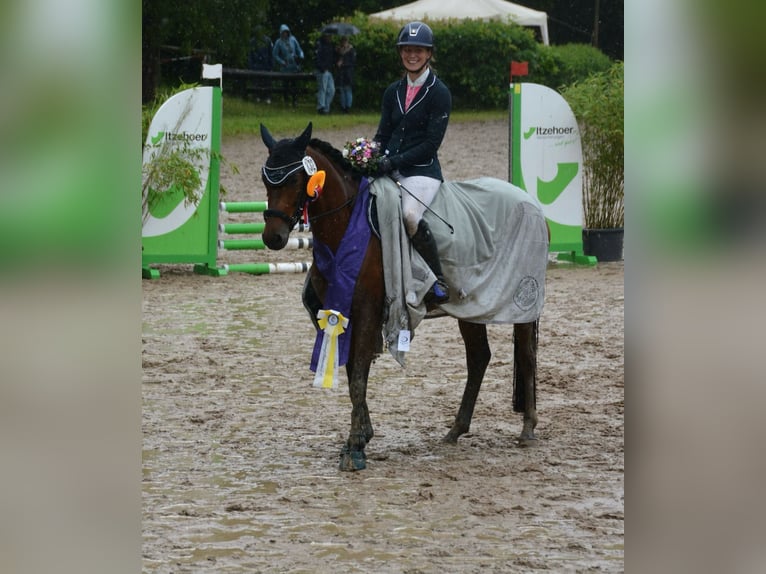 Deutsches Reitpony Stute 4 Jahre 148 cm Brauner in Stakendorf