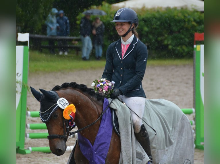 Deutsches Reitpony Stute 4 Jahre 148 cm Brauner in Stakendorf