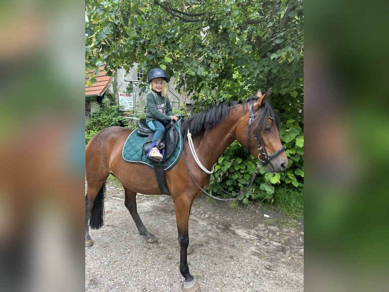 Deutsches Reitpony Stute 4 Jahre 148 cm Brauner in Stakendorf