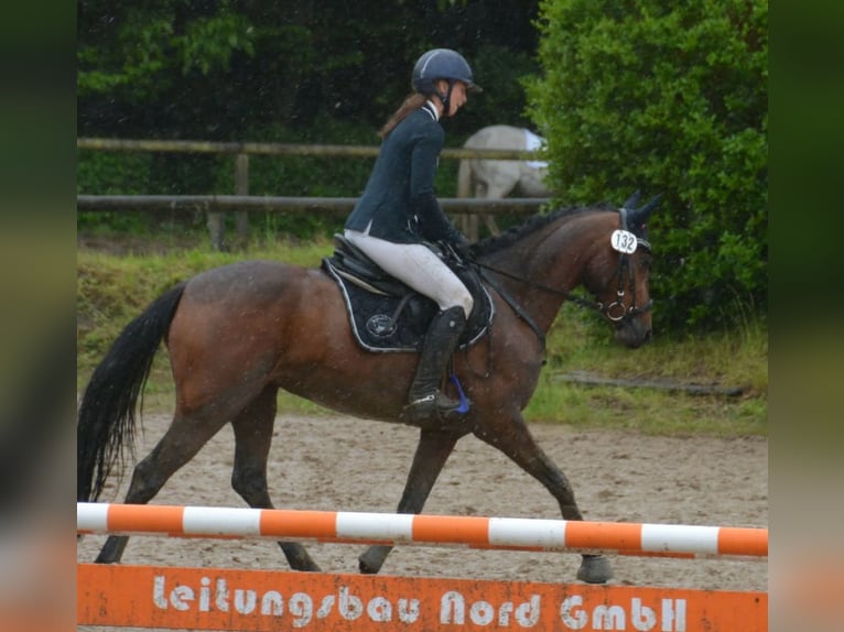 Deutsches Reitpony Stute 4 Jahre 148 cm Brauner in Stakendorf