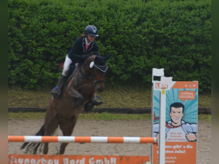 Deutsches Reitpony Stute 4 Jahre 148 cm Brauner in Stakendorf
