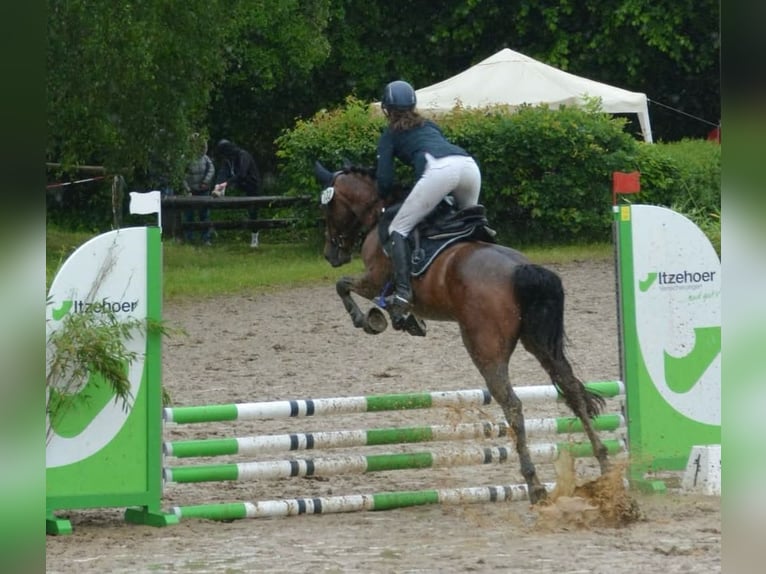 Deutsches Reitpony Stute 4 Jahre 148 cm Brauner in Stakendorf