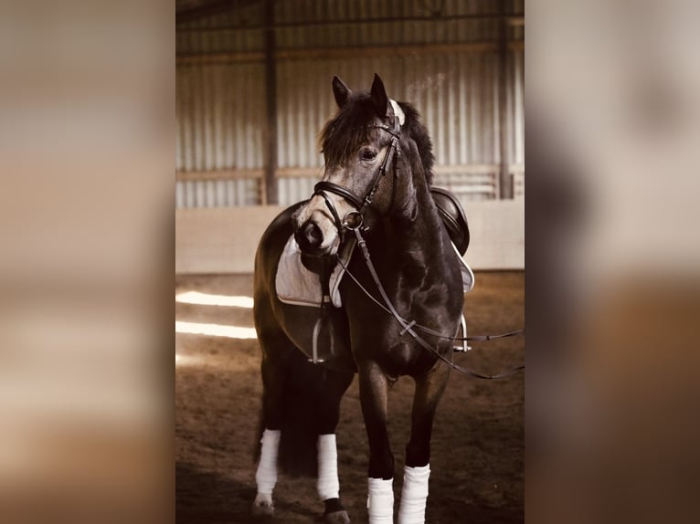 Deutsches Reitpony Stute 4 Jahre 148 cm Buckskin in HanauHammersbach