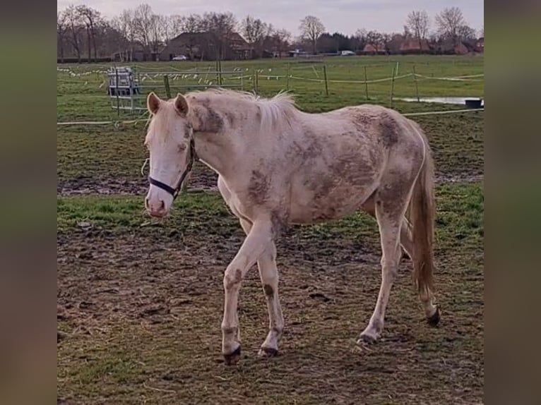 Deutsches Reitpony Stute 4 Jahre 148 cm Cremello in Südbrookmerland Victorbur