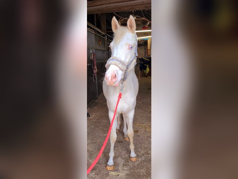 Deutsches Reitpony Stute 4 Jahre 148 cm Cremello in Südbrookmerland Victorbur