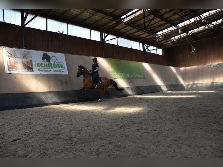 Deutsches Reitpony Stute 4 Jahre 148 cm in Wegeleben