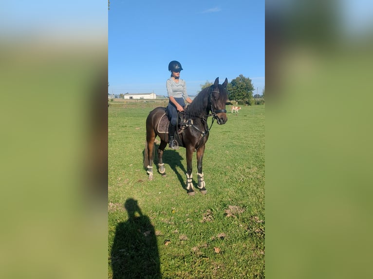 Deutsches Reitpony Mix Stute 4 Jahre 148 cm Dunkelbrauner in Ferna
