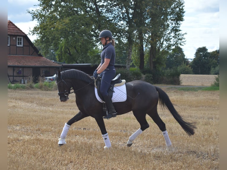 Deutsches Reitpony Stute 4 Jahre 148 cm Dunkelfuchs in Bassum