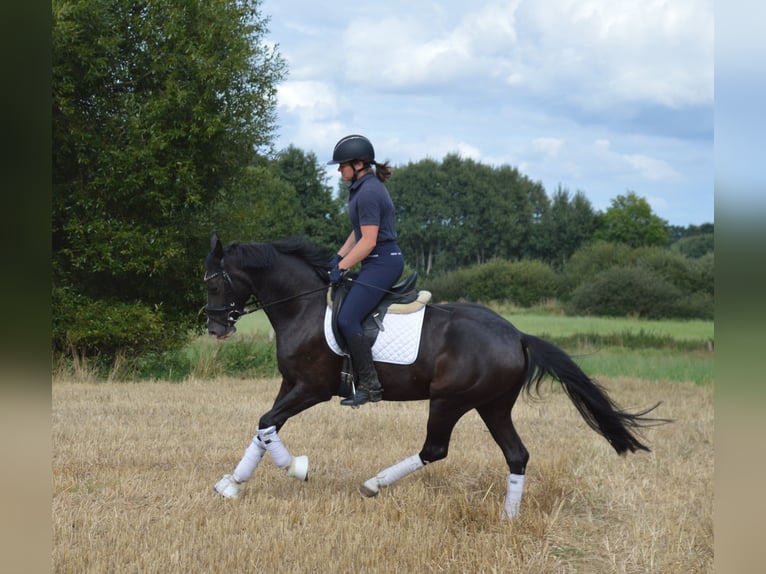 Deutsches Reitpony Stute 4 Jahre 148 cm Dunkelfuchs in Bassum