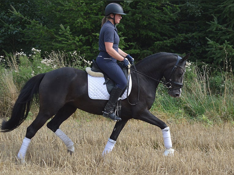 Deutsches Reitpony Stute 4 Jahre 148 cm Dunkelfuchs in Bassum