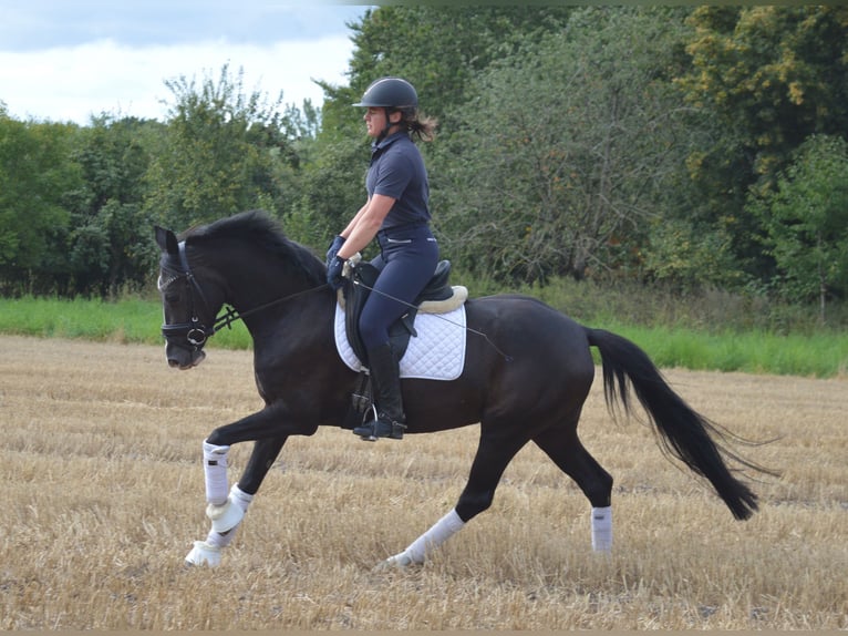 Deutsches Reitpony Stute 4 Jahre 148 cm Dunkelfuchs in Bassum