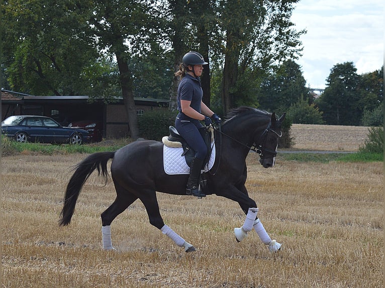 Deutsches Reitpony Stute 4 Jahre 148 cm Dunkelfuchs in Bassum