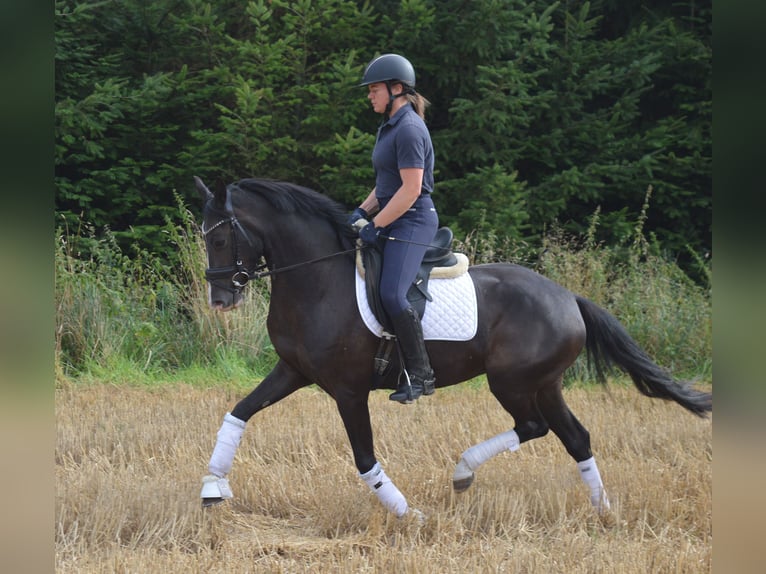 Deutsches Reitpony Stute 4 Jahre 148 cm Dunkelfuchs in Bassum