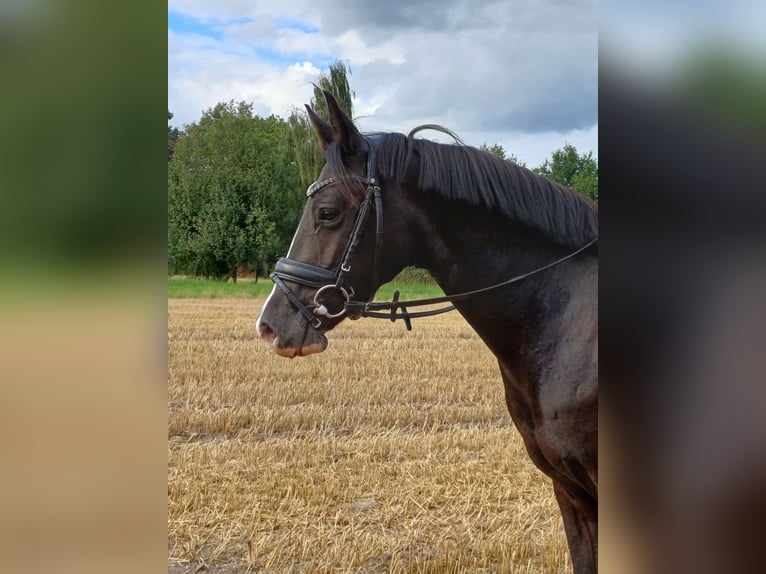 Deutsches Reitpony Stute 4 Jahre 148 cm Dunkelfuchs in Bassum