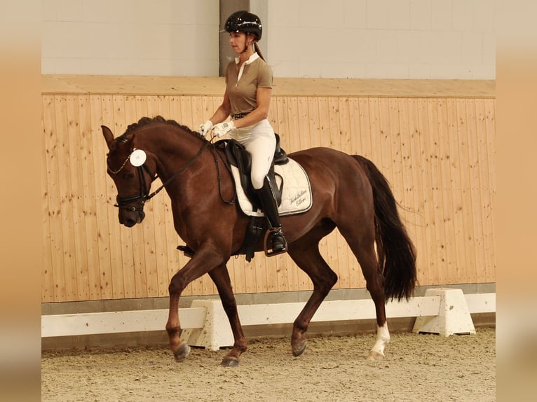 Deutsches Reitpony Stute 4 Jahre 148 cm Dunkelfuchs in Dötlingen