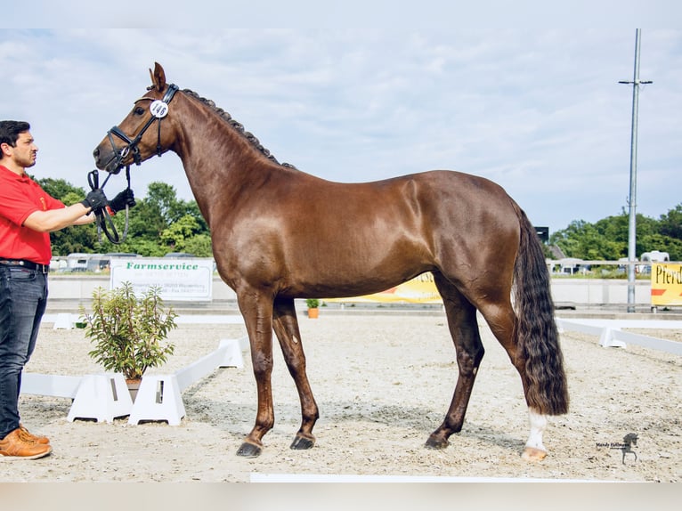 Deutsches Reitpony Stute 4 Jahre 148 cm Dunkelfuchs in Dötlingen