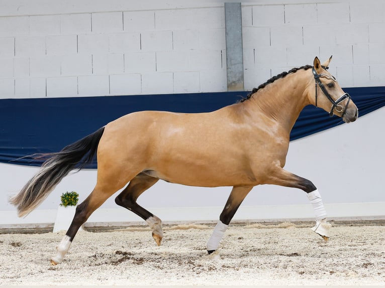 Deutsches Reitpony Stute 4 Jahre 148 cm Falbe in Marsberg