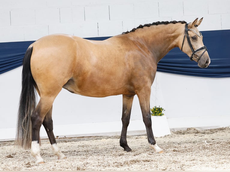 Deutsches Reitpony Stute 4 Jahre 148 cm Falbe in Marsberg