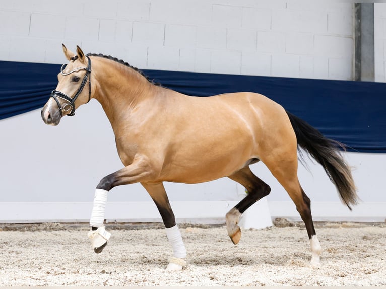 Deutsches Reitpony Stute 4 Jahre 148 cm Falbe in Marsberg