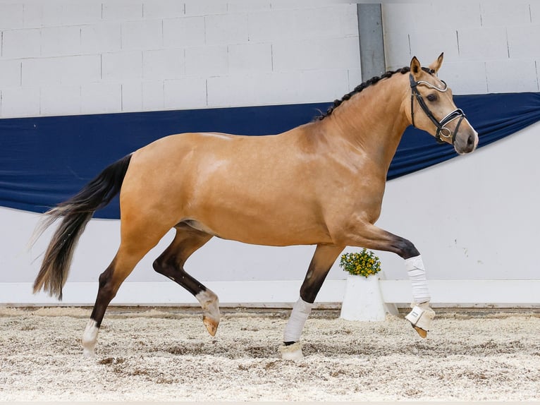 Deutsches Reitpony Stute 4 Jahre 148 cm Falbe in Marsberg