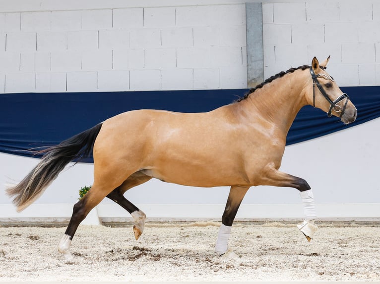 Deutsches Reitpony Stute 4 Jahre 148 cm Falbe in Marsberg