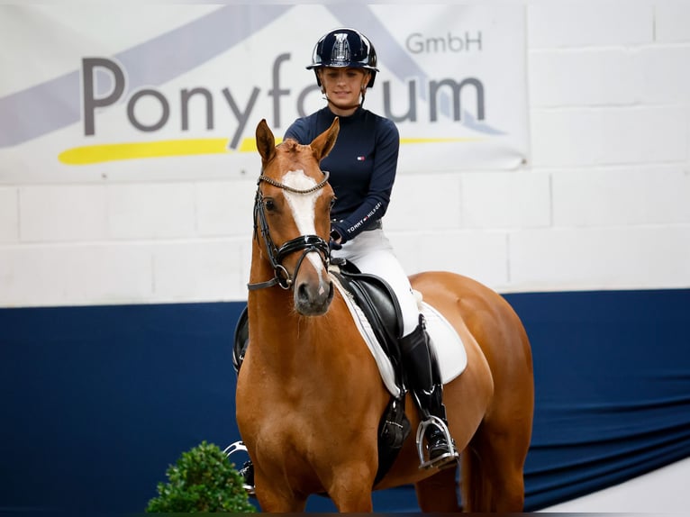 Deutsches Reitpony Stute 4 Jahre 148 cm Falbe in Marsberg