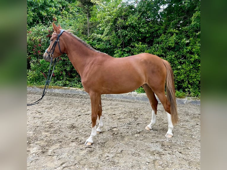 Deutsches Reitpony Stute 4 Jahre 148 cm Fuchs in Ludwigsburg