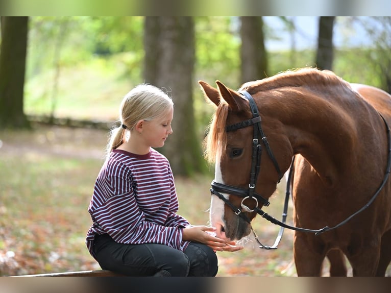 Deutsches Reitpony Stute 4 Jahre 148 cm Fuchs in Schopfheim