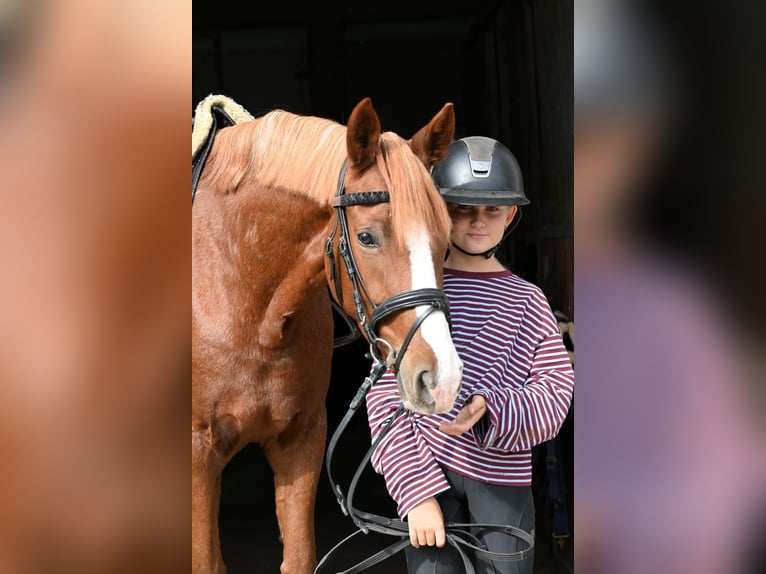 Deutsches Reitpony Stute 4 Jahre 148 cm Fuchs in Schopfheim
