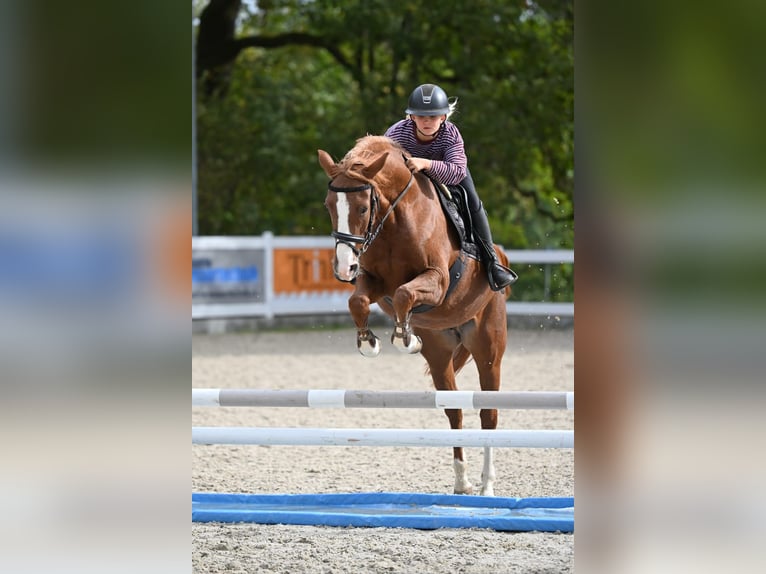 Deutsches Reitpony Stute 4 Jahre 148 cm Fuchs in Schopfheim