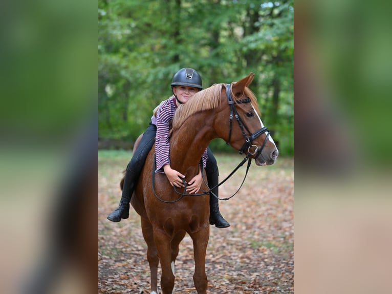 Deutsches Reitpony Stute 4 Jahre 148 cm Fuchs in Schopfheim