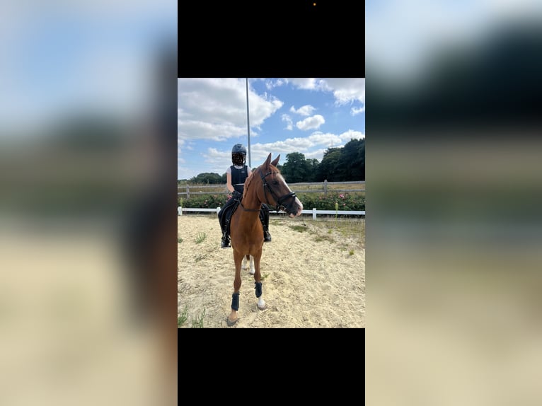 Deutsches Reitpony Stute 4 Jahre 148 cm Fuchs in Voerde