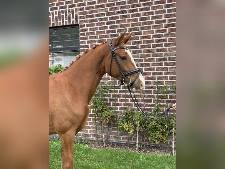 Deutsches Reitpony Stute 4 Jahre 148 cm Fuchs in Voerde