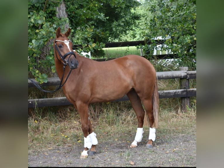 Deutsches Reitpony Stute 4 Jahre 148 cm Fuchs in Wurster Nordseek&#xFC;ste