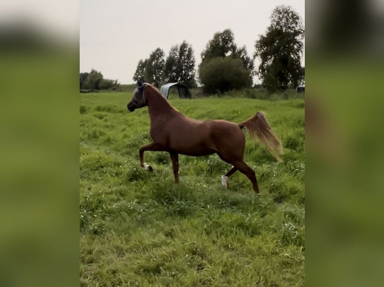 Deutsches Reitpony Stute 4 Jahre 148 cm Fuchs in Wurster Nordseek&#xFC;ste