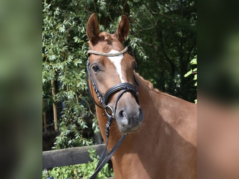 Deutsches Reitpony Stute 4 Jahre 148 cm Fuchs in Wurster Nordseek&#xFC;ste
