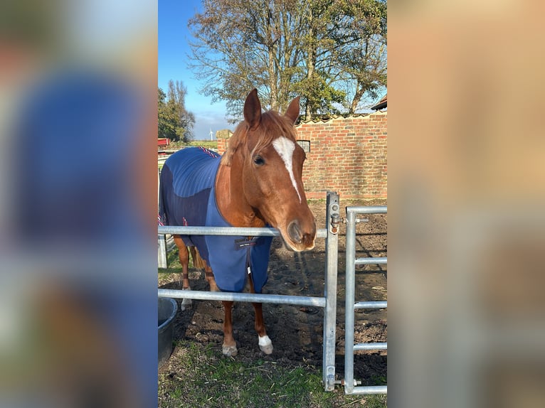 Deutsches Reitpony Stute 4 Jahre 148 cm Fuchs in Wurster Nordseek&#xFC;ste
