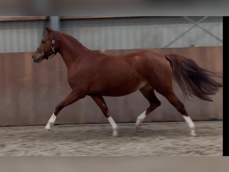 Deutsches Reitpony Stute 4 Jahre 148 cm Fuchs in Zieuwent