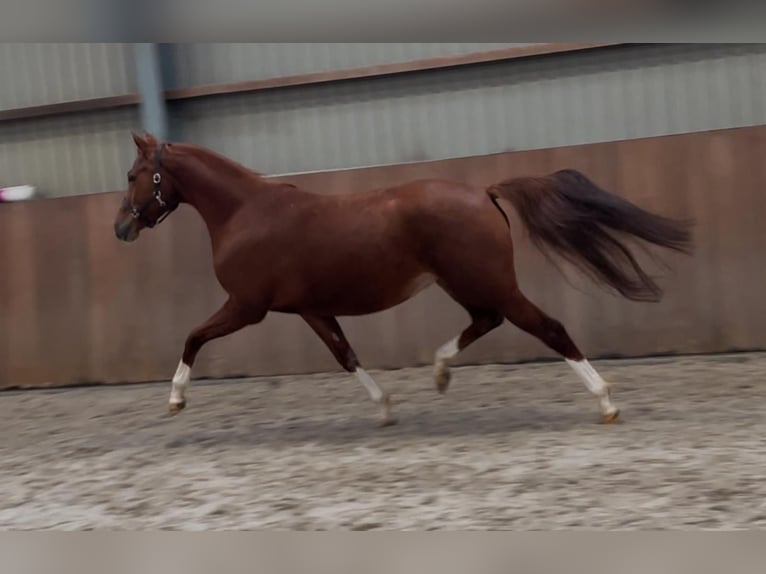 Deutsches Reitpony Stute 4 Jahre 148 cm Fuchs in Zieuwent