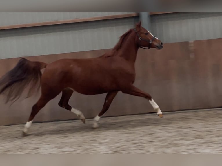 Deutsches Reitpony Stute 4 Jahre 148 cm Fuchs in Zieuwent