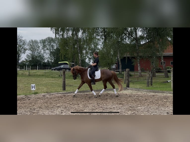 Deutsches Reitpony Stute 4 Jahre 148 cm Fuchs in Marklohe