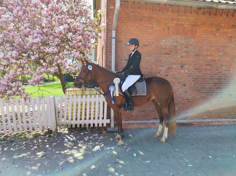 Deutsches Reitpony Stute 4 Jahre 148 cm Fuchs in Marklohe